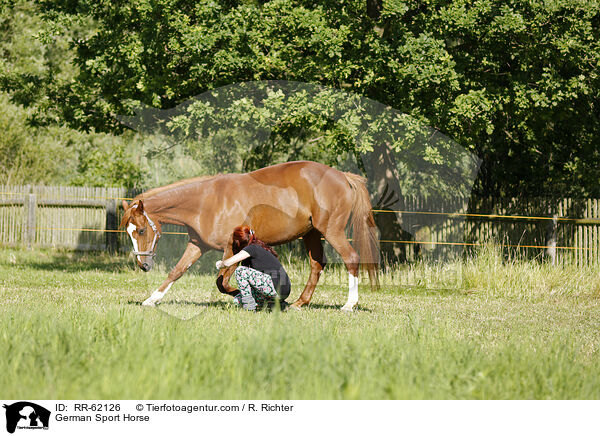 Deutsches Sportpferd / German Sport Horse / RR-62126