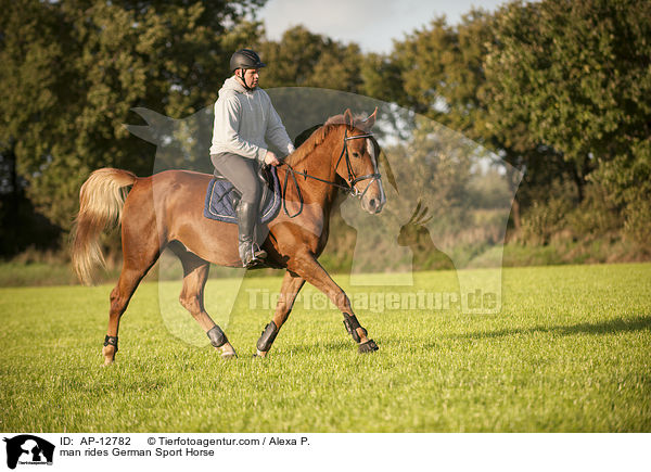 Mann reitet Deutsches Sportpferd / man rides German Sport Horse / AP-12782