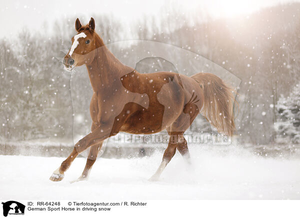 German Sport Horse in driving snow / RR-64248