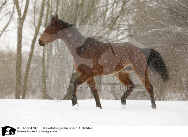 Brauner im Schneegestber / brown horse in driving snow / RR-64787