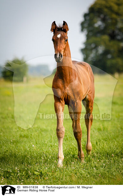 German Riding Horse Foal / MW-01838