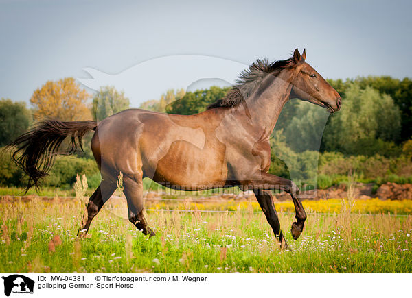galloping German Sport Horse / MW-04381