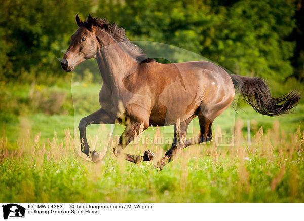 galloping German Sport Horse / MW-04383