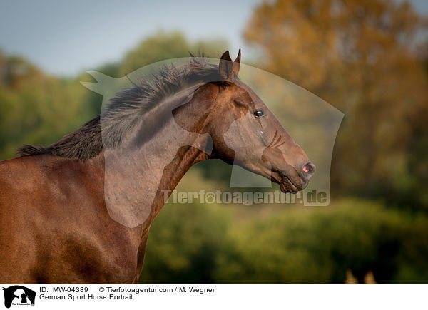 German Sport Horse Portrait / MW-04389