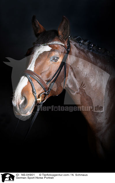 German Sport Horse Portrait / NS-04901
