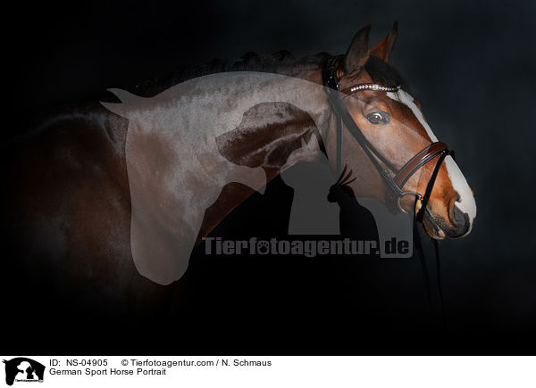 German Sport Horse Portrait / NS-04905