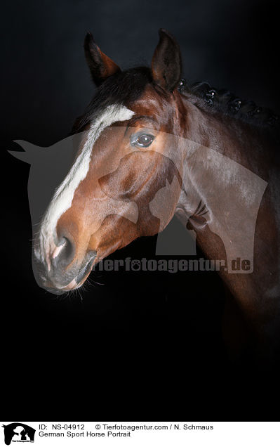 German Sport Horse Portrait / NS-04912