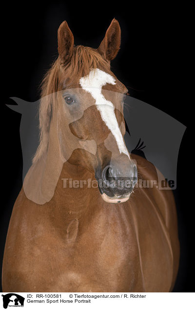 German Sport Horse Portrait / RR-100581