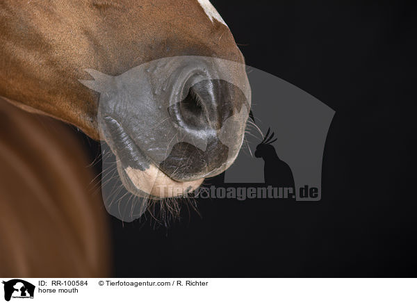horse mouth / RR-100584