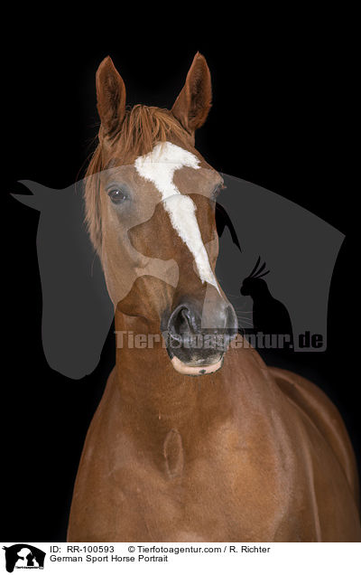 German Sport Horse Portrait / RR-100593