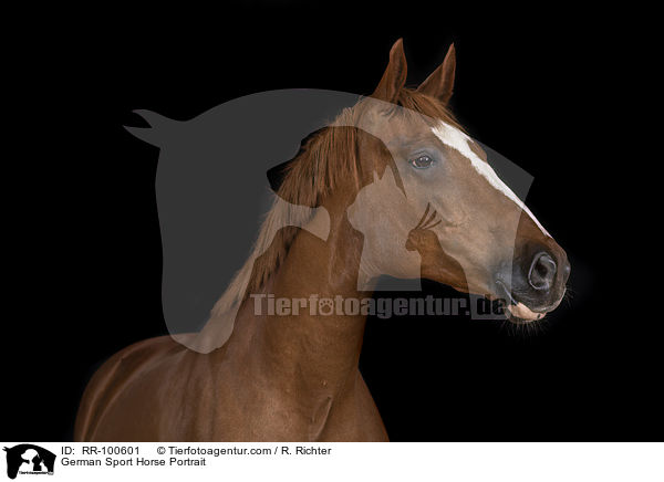 German Sport Horse Portrait / RR-100601