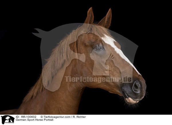 German Sport Horse Portrait / RR-100602