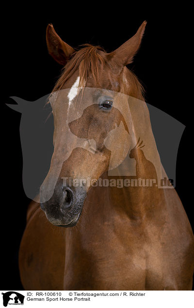 German Sport Horse Portrait / RR-100610