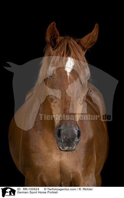 German Sport Horse Portrait / RR-100624