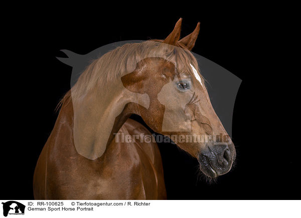 German Sport Horse Portrait / RR-100625
