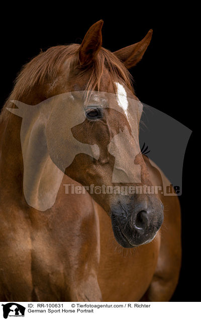 German Sport Horse Portrait / RR-100631