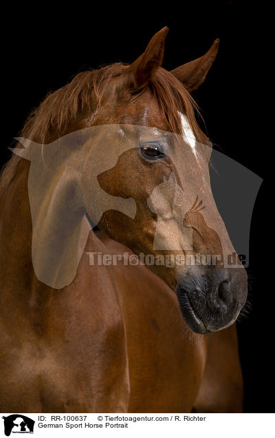 German Sport Horse Portrait / RR-100637