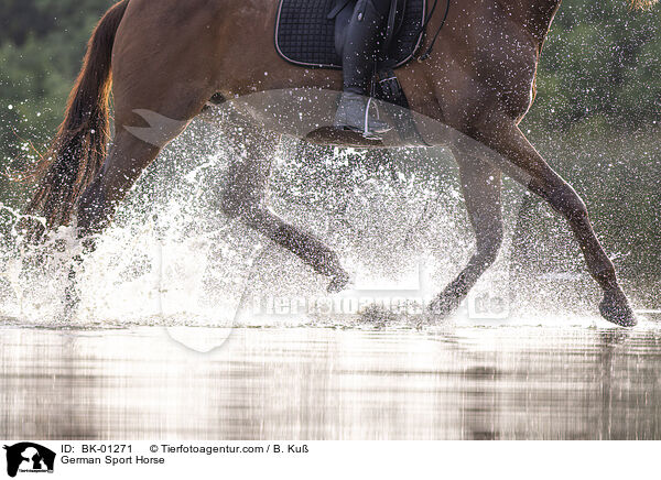 Deutsches Sportpferd / German Sport Horse / BK-01271