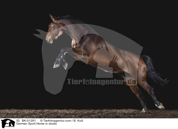 German Sport Horse in studio / BK-01281