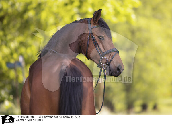German Sport Horse / BK-01296