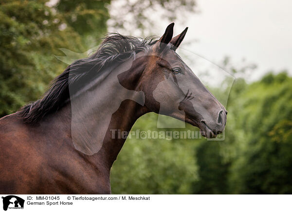 German Sport Horse / MM-01045