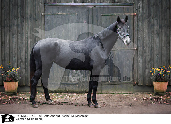 German Sport Horse / MM-01051