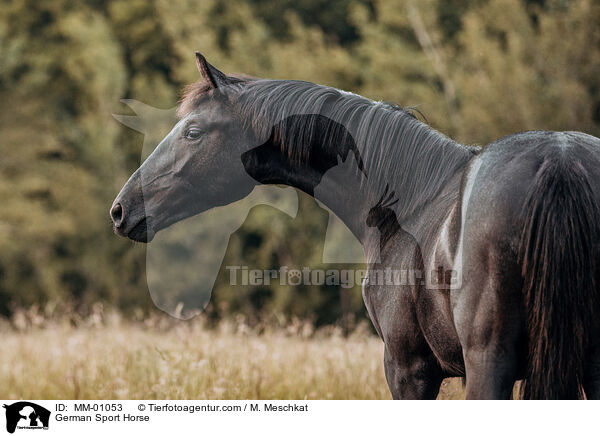 German Sport Horse / MM-01053