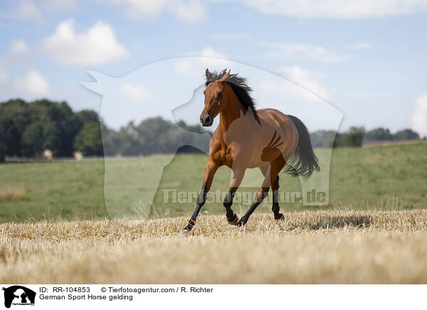 German Sport Horse gelding / RR-104853