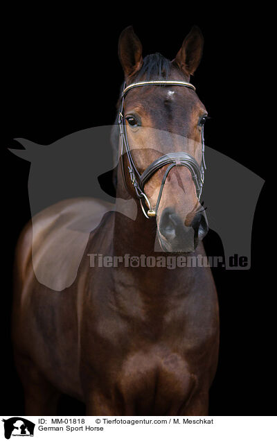 German Sport Horse / MM-01818