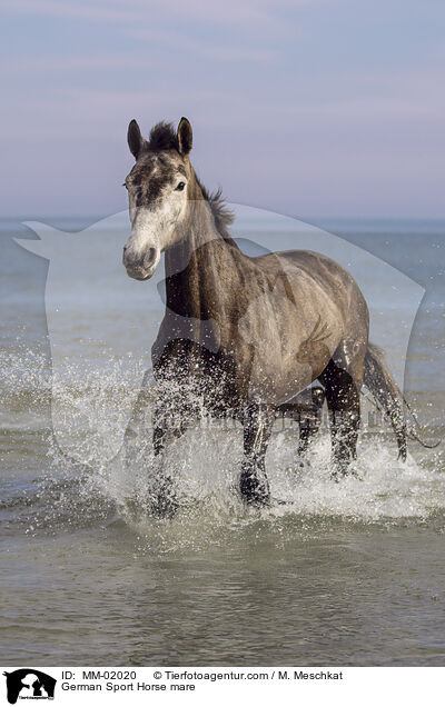 German Sport Horse mare / MM-02020