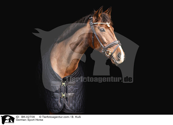 German Sport Horse / BK-02708