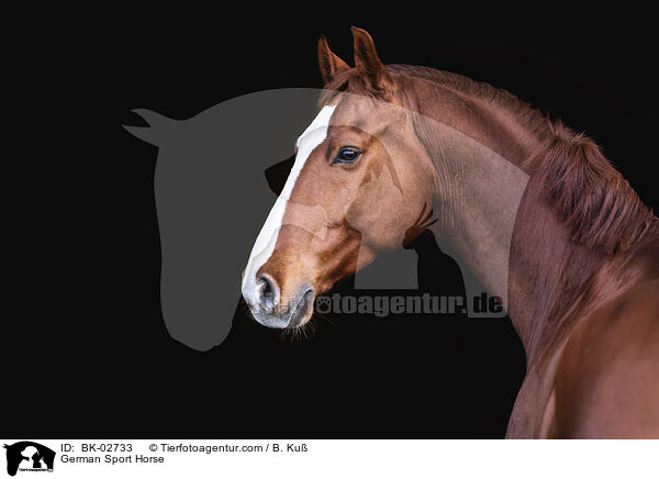 German Sport Horse / BK-02733