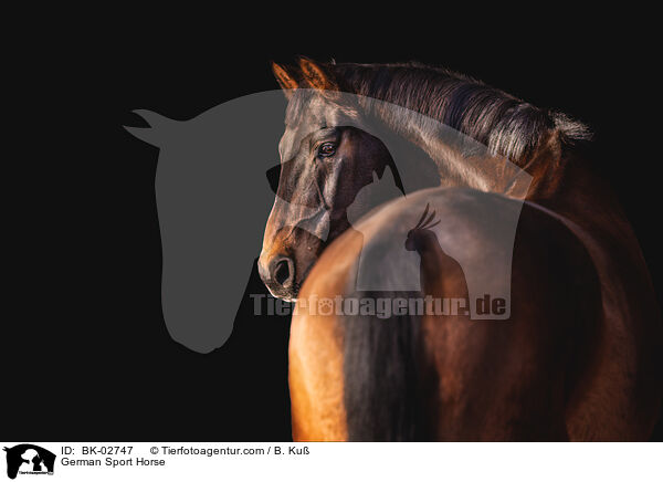 Deutsches Sportpferd / German Sport Horse / BK-02747
