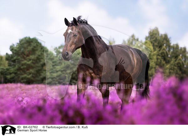 German Sport Horse / BK-02762