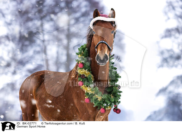 German Sport Horse / BK-02771