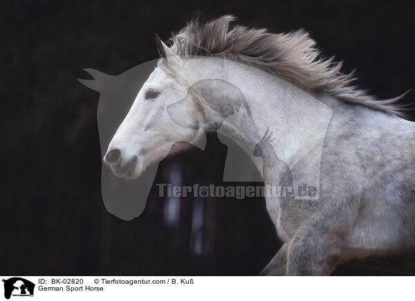German Sport Horse / BK-02820