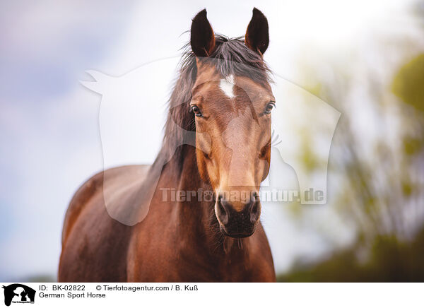 German Sport Horse / BK-02822