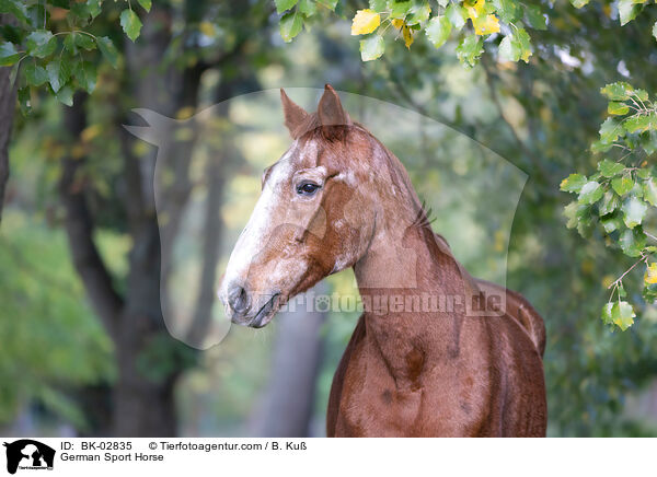German Sport Horse / BK-02835