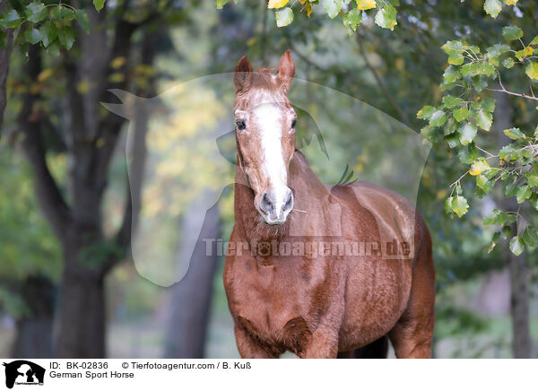 German Sport Horse / BK-02836