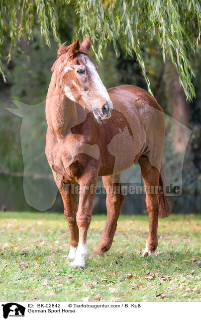 Deutsches Sportpferd / German Sport Horse / BK-02842