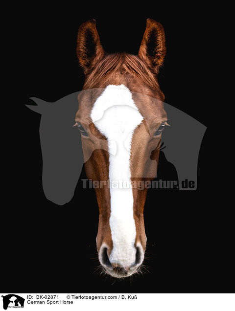 German Sport Horse / BK-02871