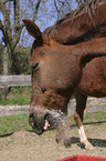 horse and water