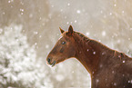 horse in driving snow