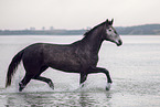 German Sport Horse mare