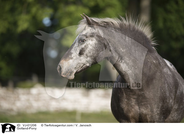 Gotland-Pony / Gotland-Pony / VJ-01206