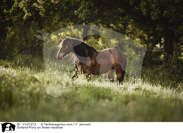 Gotland-Pony auf Blumenwiese / Gotland-Pony on flower meadow / VJ-01212