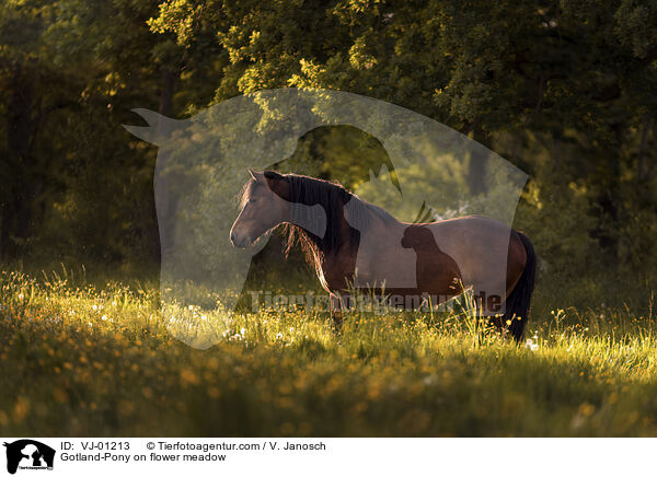 Gotland-Pony auf Blumenwiese / Gotland-Pony on flower meadow / VJ-01213