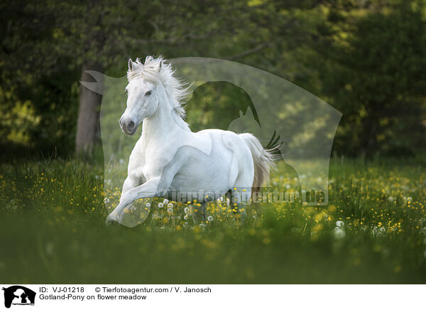 Gotland-Pony auf Blumenwiese / Gotland-Pony on flower meadow / VJ-01218