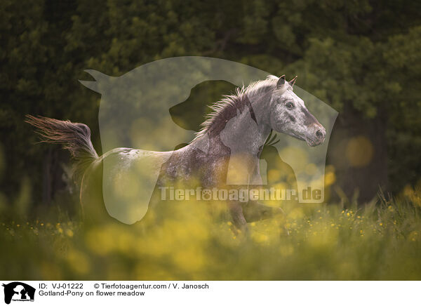 Gotland-Pony auf Blumenwiese / Gotland-Pony on flower meadow / VJ-01222