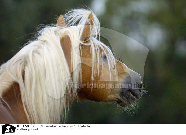 Haflinger Hengst Portrait / stallion portrait / IP-00095